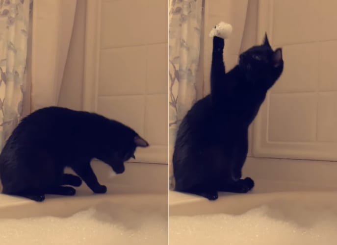 「ニャんか付いた〜！」バブルバスに興味津々の猫。ところが泡が手にくっついてしまいパニックに！！