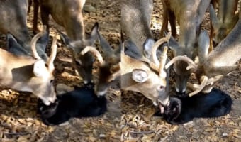 不思議な光景！猫に群がる鹿!?みんなで猫をペロペロ！猫も特に嫌がる様子もなくされるがままに！