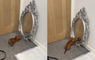 「この子と遊びたいよ〜」初めて鏡を見た子犬。鏡に映る自分と遊ぼうとしますがもちろん遊べるわけがなく・・・、かわいいけれどなんだか不憫な姿を見せてくれました