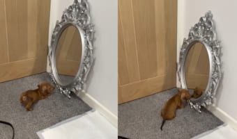 「この子と遊びたいよ〜」初めて鏡を見た子犬。鏡に映る自分と遊ぼうとしますがもちろん遊べるわけがなく・・・、かわいいけれどなんだか不憫な姿を見せてくれました