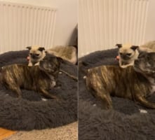 「お客さん凝ってますね〜」寝そべる犬の大きな背中をパグが一生懸命マッサージ！！