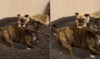 「お客さん凝ってますね〜」寝そべる犬の大きな背中をパグが一生懸命マッサージ！！