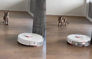 「怖い！近寄らないで・・・！！」ロボット掃除機に怖気付く猫。ゆっくり自分に向かってくるのが恐ろしいようで、にじりにじりと後退り