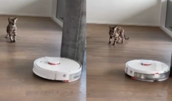 「怖い!近寄らないで・・・!!」ロボット掃除機に怖気付く猫。ゆっくり自分に向かってくるのが恐ろしいようで、にじりにじりと後退り