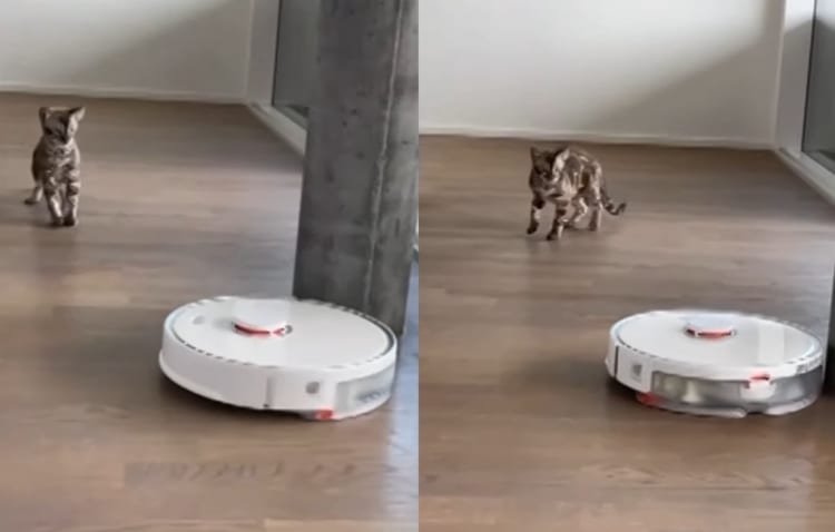 「怖い！近寄らないで・・・！！」ロボット掃除機に怖気付く猫。ゆっくり自分に向かってくるのが恐ろしいようで、にじりにじりと後退り