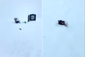 「しまった！バレた！！」釣り人の釣果を頂戴しようとした野生のミンク。しかし、その場を去ろうとしたところを見られてしまい・・・