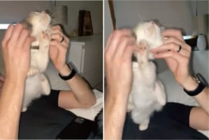 飼い主さんに耳の周りをマッサージしてもらうのが大好きな猫。後ろ足で体も一緒に掻いちゃってとても気持ちよさそう！！