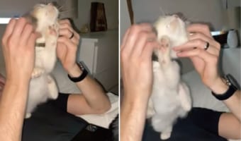 飼い主さんに耳の周りをマッサージしてもらうのが大好きな猫。後ろ足で体も一緒に掻いちゃってとても気持ちよさそう!!