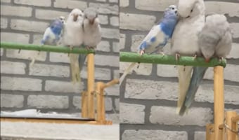 止まり木の上で横並びになってすごすインコたち。体をツンツンして、みんな体のお掃除中!!
