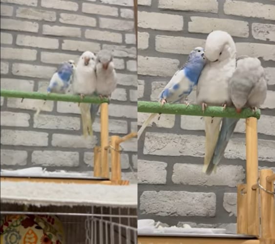 止まり木の上で横並びになってすごすインコたち。体をツンツンして、みんな体のお掃除中！！