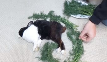 ぐっすり眠っているウサギをご飯で囲んでみた!起きた瞬間のリアクションが微笑ましくて癒される