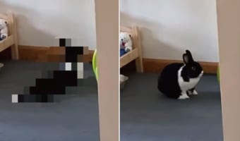 見てはいけないものを見てしまった・・・。誰もいない部屋にいたウサギが、なんと〇〇をしていました！！