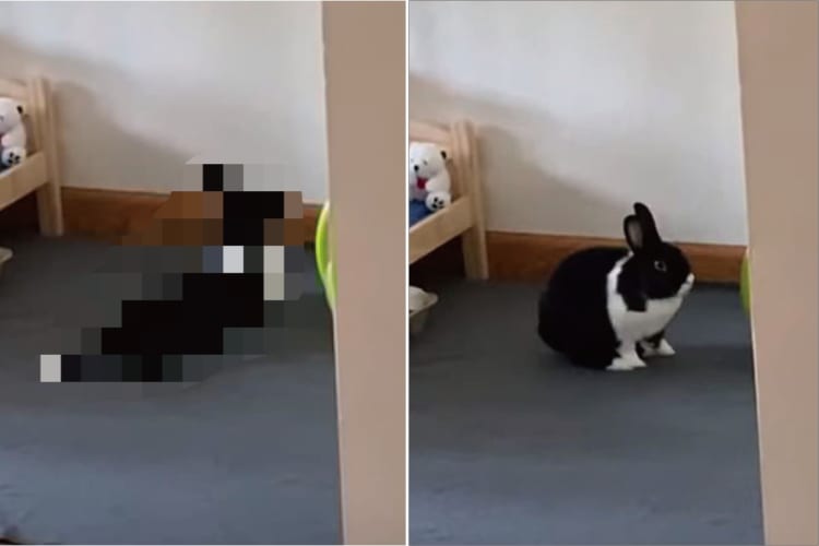 見てはいけないものを見てしまった・・・。誰もいない部屋にいたウサギが、なんと〇〇をしていました！！