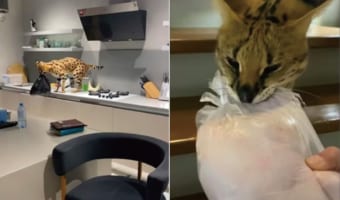 キッチンから鶏肉を失敬するサーバルキャットの姿を目撃!奪い返そうとしますが意地でもはなそうとしないので悪戦苦闘!!