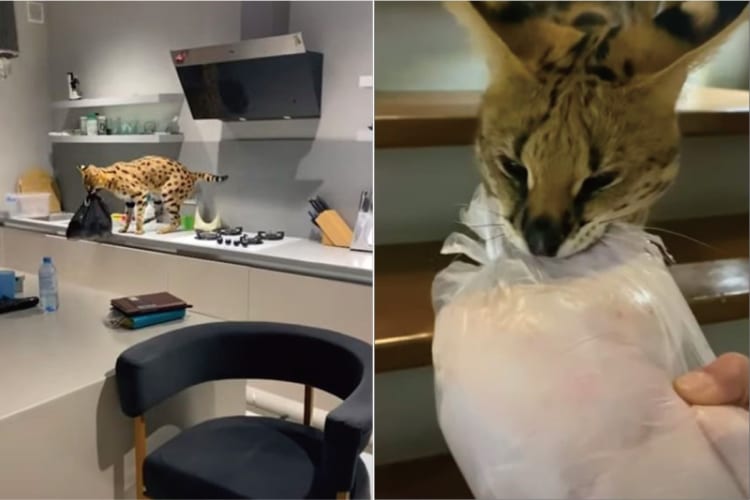 キッチンから鶏肉を失敬するサーバルキャットの姿を目撃！奪い返そうとしますが意地でもはなそうとしないので悪戦苦闘！！