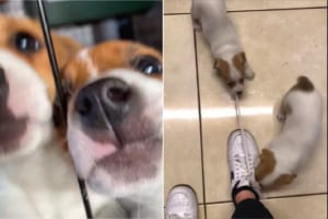 飼い主さんは歩けない？？元気でヤンチャなジャック・ラッセル・テリアの子犬たち。お気に入りのオモチャは、飼い主さんが履いてるスニーカーの靴紐！！