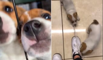 飼い主さんは歩けない？？元気でヤンチャなジャック・ラッセル・テリアの子犬たち。お気に入りのオモチャは、飼い主さんが履いてるスニーカーの靴紐！！