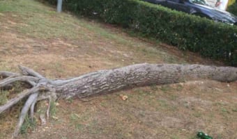 すごい生命力を感じる!!完全に倒れてしまったはずの木の復活劇がスゴイ!