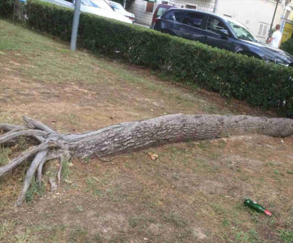 すごい生命力を感じる！！完全に倒れてしまったはずの木の復活劇がスゴイ！