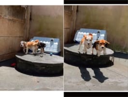 「あたしたちのこと呼んだよね？」飼い主さんに呼ばれたビーグルの姉妹は、驚くほどシンクロした動きで飼い主さんの元へ駆け寄って行きました！！