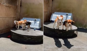 「あたしたちのこと呼んだよね？」飼い主さんに呼ばれたビーグルの姉妹は、驚くほどシンクロした動きで飼い主さんの元へ駆け寄って行きました！！