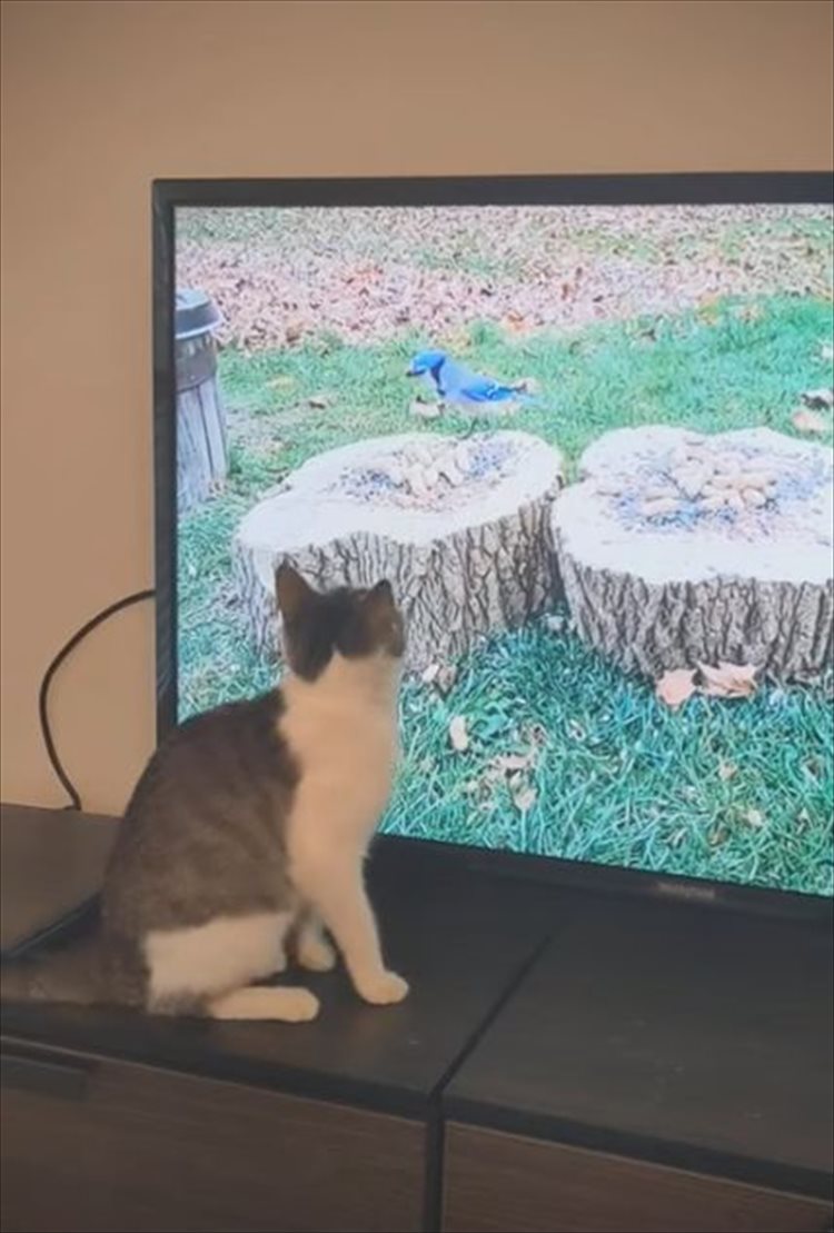 猫が捕まえようとしていたのは テレビに映る鳥 捕まえられないこの鳥に夢中になりすぎた結果 滑って激しく落ちちゃった ガジェット通信 Getnews