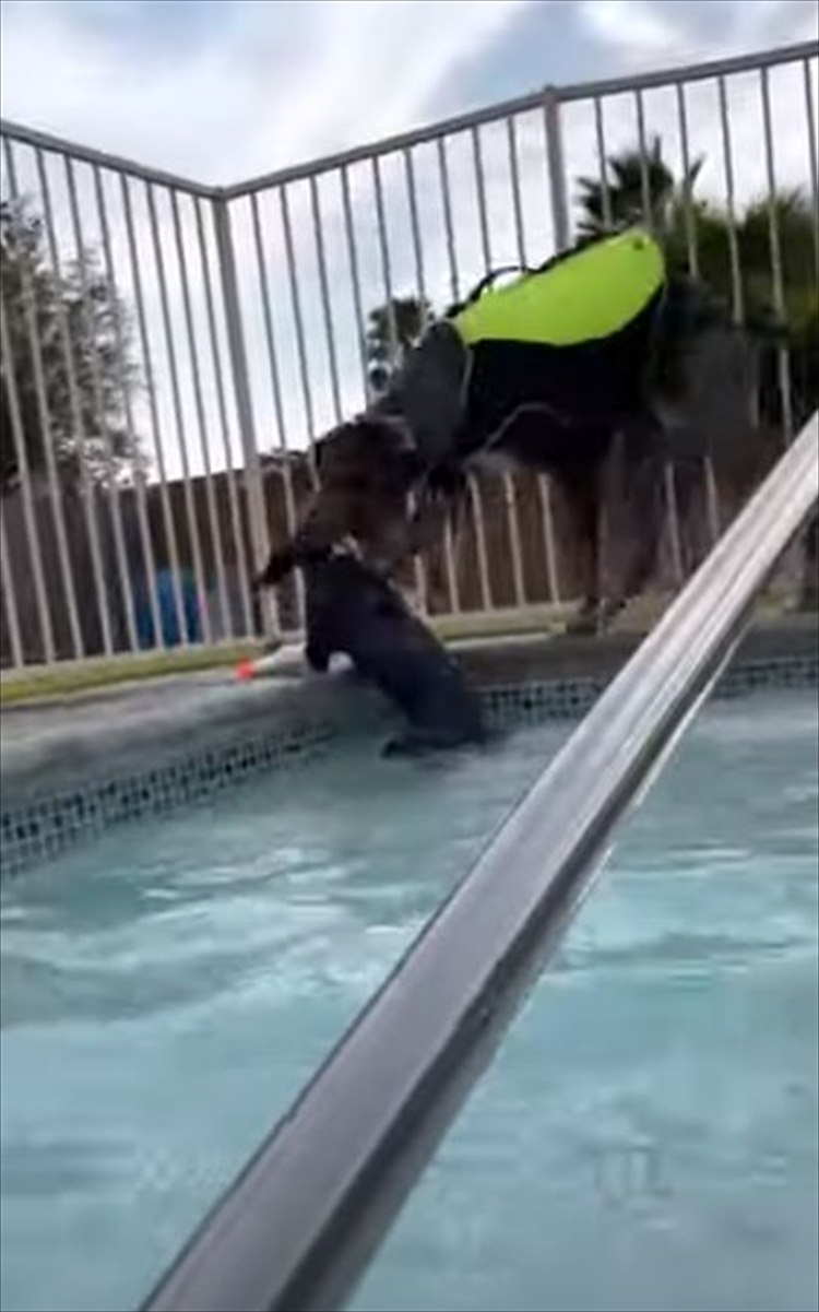 子犬と一緒にプールサイドを走っていたグレートデン 狭いプールサイドを走っていたので 誤って子犬をプールに落としてしまいました ガジェット通信 Getnews