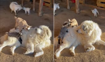 子ヤギのことを優しく見守る番犬。子ヤギたちが自分の体を登ろうとするのを、じっと動かないようにして見届けているのでした