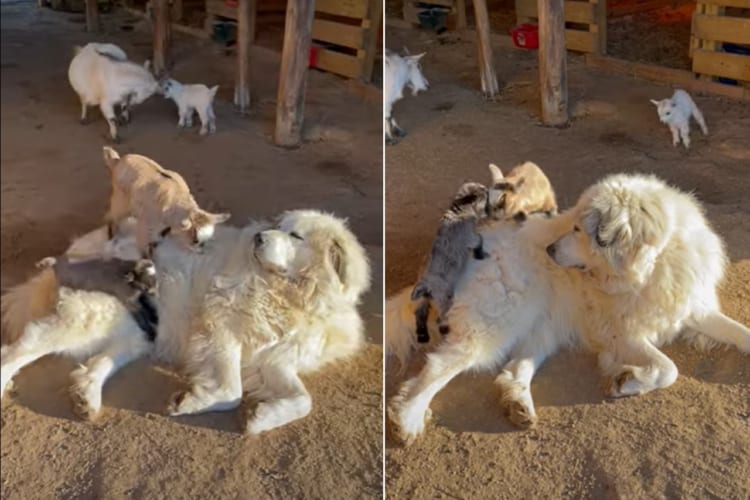 子ヤギのことを優しく見守る番犬。子ヤギたちが自分の体を登ろうとするのを、じっと動かないようにして見届けているのでした