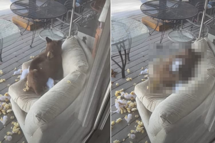 ウッドデッキで遊んでいたのは・・・なんと、冬眠に失敗した子熊でした！！オモチャにされたソファはボロボロになっていますが、子熊はとても楽しそうです