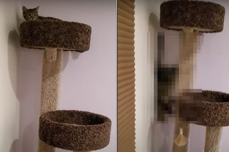 飼い主さんが「スパイダーキャット」と呼ぶのも納得！壁とキャットタワーを巧みに使い、地面に向かってするする歩いて進んでいく猫