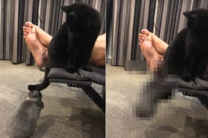 猫が尻尾でウサギの頭をはたいてからかっていると・・・、ウサギが反撃に出ました！この反撃のあおりが予想外すぎたようで、一気に形勢逆転！！
