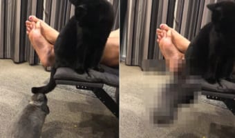 猫が尻尾でウサギの頭をはたいてからかっていると・・・、ウサギが反撃に出ました!この反撃のあおりが予想外すぎたようで、一気に形勢逆転!!