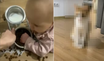 赤ちゃんが猫のご飯の入った容器を見つけて、ミルクやご飯こぼしちゃいました！！その様子を見ていた猫がなんとも言えない顔をしていました