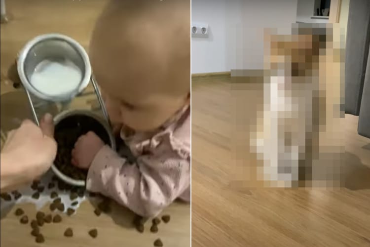 赤ちゃんが猫のご飯の入った容器を見つけて、ミルクやご飯こぼしちゃいました！！その様子を見ていた猫がなんとも言えない顔をしていました