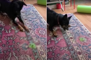 新しいオモチャを見て戸惑いつつも興奮気味の犬。そのオモチャとは・・・、日本でも少し前に流行した『アレ』でした！！