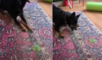新しいオモチャを見て戸惑いつつも興奮気味の犬。そのオモチャとは・・・、日本でも少し前に流行した『アレ』でした！！