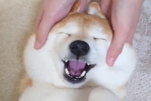 フェイスマッサージをしてもらっている柴犬。とても気持ちいいらしく、リラックスして緩んだその顔は幸福感にあふれていました！！