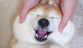 フェイスマッサージをしてもらっている柴犬。とても気持ちいいらしく、リラックスして緩んだその顔は幸福感にあふれていました！！