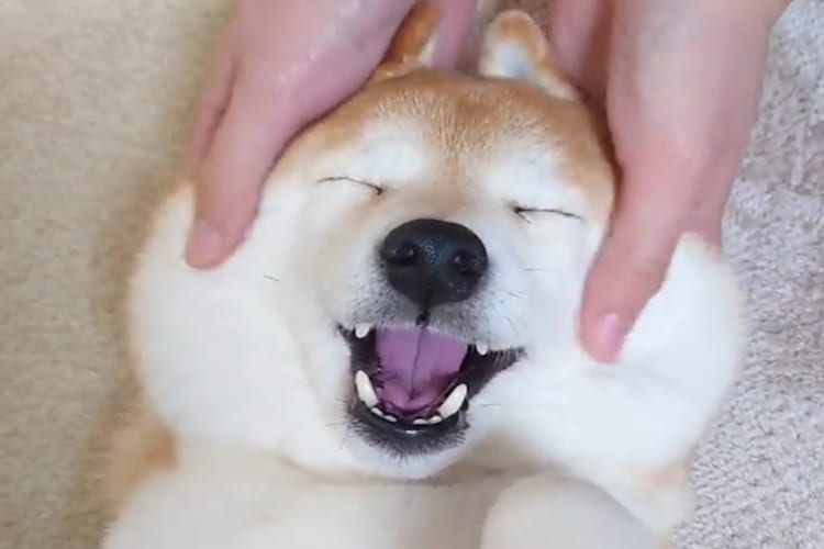 フェイスマッサージをしてもらっている柴犬。とても気持ちいいらしく、リラックスして緩んだその顔は幸福感にあふれていました！！