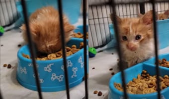 お腹も減っているけどおねむな保護されたばかりの小さな子猫は、ご飯の容器に突っ伏してお昼寝中。目を覚ますと元気に食事を再開しました!!