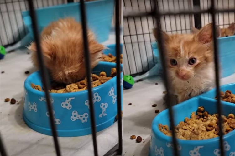 お腹も減っているけどおねむな保護されたばかりの小さな子猫は、ご飯の容器に突っ伏してお昼寝中。目を覚ますと元気に食事を再開しました！！