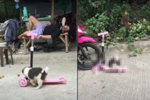 キックボードで遊ぶ子犬。おててをボードに置いて進んでいく姿がなんともかわいい！