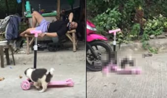 キックボードで遊ぶ子犬。おててをボードに置いて進んでいく姿がなんともかわいい!