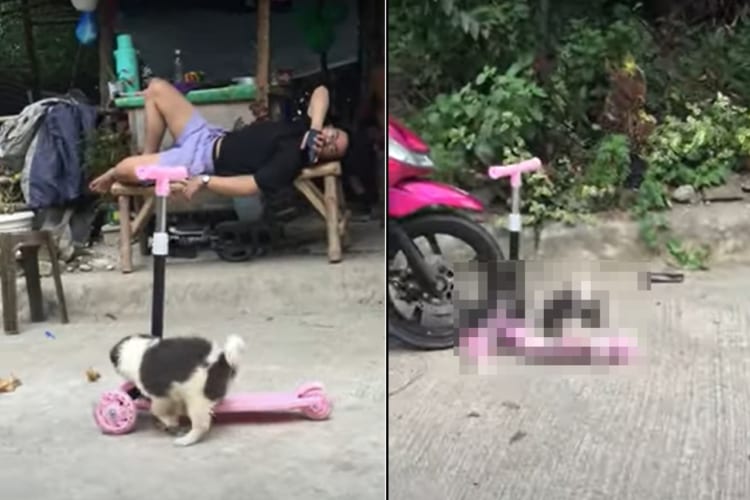 キックボードで遊ぶ子犬。おててをボードに置いて進んでいく姿がなんともかわいい！