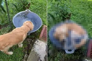 これで一石二鳥？水も飲みたいし、涼みもしたい犬の出した解決案が大胆！！