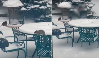 雪が降る中、庭に姿をあらわしたリス。野鳥用の餌箱に向かって見事なジャンプを披露しますが・・・、果たしてご飯をゲットできたのか?!