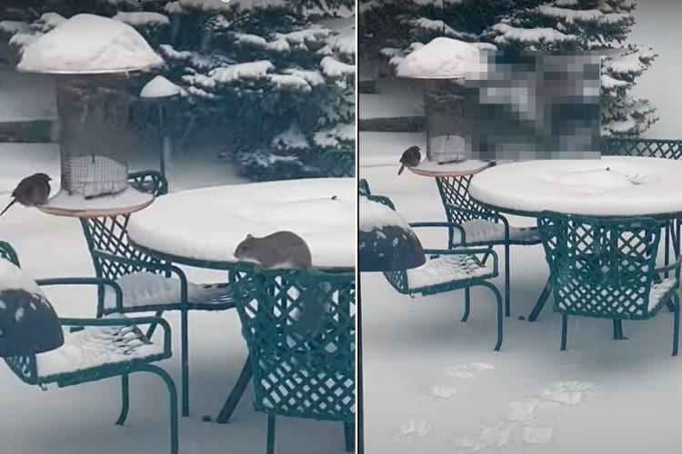 雪が降る中、庭に姿をあらわしたリス。野鳥用の餌箱に向かって見事なジャンプを披露しますが・・・、果たしてご飯をゲットできたのか？！