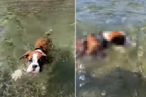 泳ぐのははじめてというボクサーの子犬。見事な犬かきを披露しますが・・・、川の流れが速いのか、なかなか前に進むことができません！！