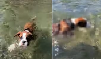 泳ぐのははじめてというボクサーの子犬。見事な犬かきを披露しますが・・・、川の流れが速いのか、なかなか前に進むことができません！！